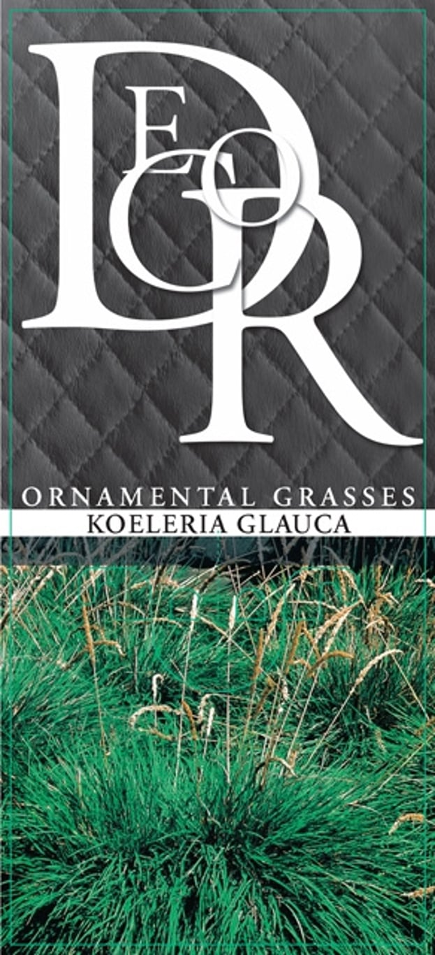 Koeleria glauca - C1